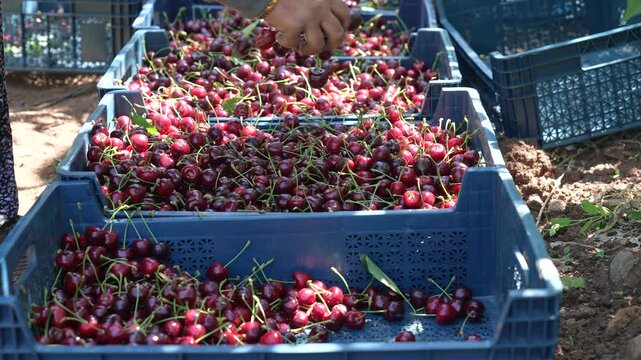 Farm workers sorting ripe cherries and packing crates in orchard