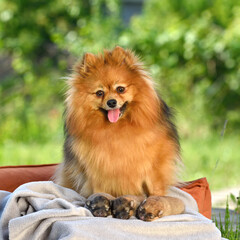 Happy spitz dog with puppies