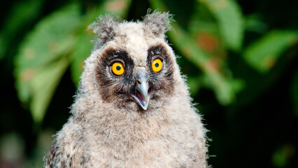 great horned owl