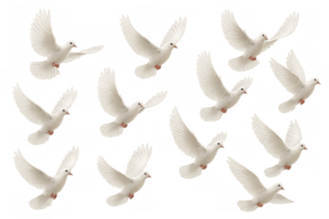 White doves flying, representing freedom, peace, purity, and hope with transparent background