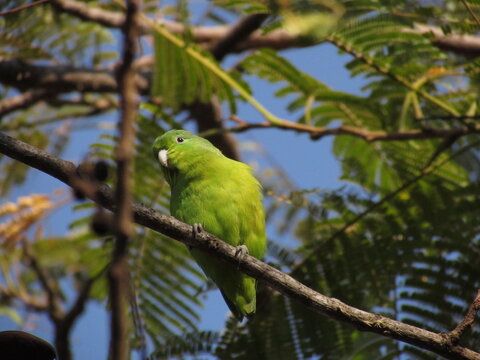 Blue winged parrotlet