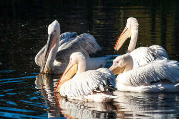 American white pelicans gathered in a pond