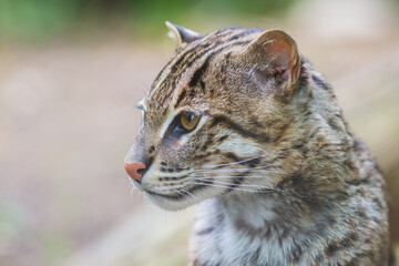 Portrait of a fishing cat living in Asia