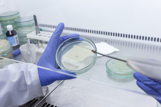 A scientist applies bacteria to a nutrient medium in a petri dish using a microbiological loop, working in sterile microbiological boxes.