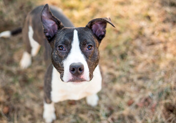 A brindle and white Pit Bull Terrier mixed breed dog with floppy ears