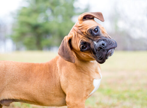 A young Boxer puppy listening with a head tilt