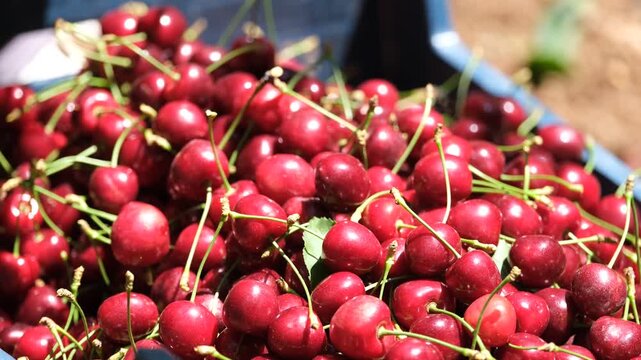 Farm workers sorting ripe cherries and packing crates in orchard