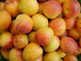 Fresh ripe apricots piled together with natural skin texture