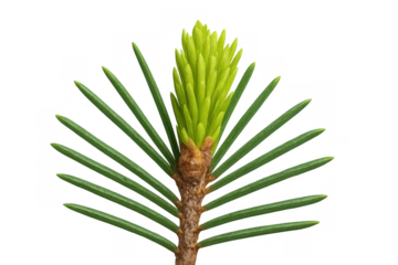 Young spruce bud new growth on branch showing fresh green needles developing in spring, transparent background