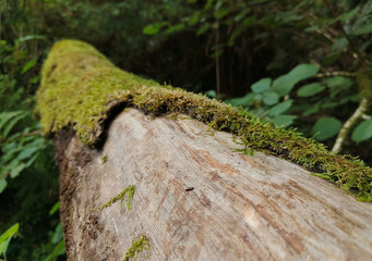 Fallen Tree Trunk with Moss Growing, Found in Summer in Cornwall