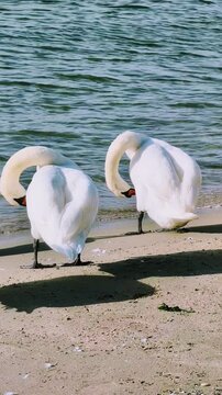 T&ocirc;t le matin, sur le bord de mer, deux cygnes majestueux se pr&eacute;parent pour leur bain de beaut&eacute; quotidien.