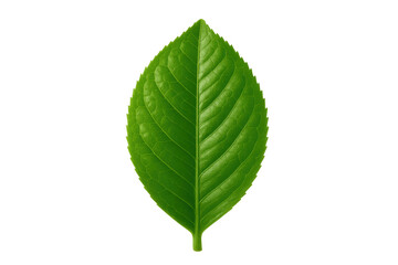 Fototapeta premium Vibrant green leaf illustrating freshness, organic growth, and natural ecology with a transparent background