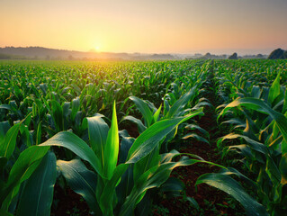 Fototapeta premium healthy green corn or maize leaves at agriculture plantation corn field beside agriculture farm. 