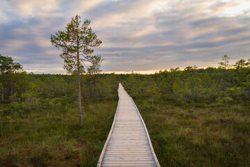 Obraz premium Wooden boardwalk trail through an Estonian bog or wetland landscape at sunset, leading into the distance, wilderness, peaceful nature, travel