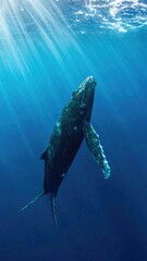 Fototapeta premium Majestic Humpback Whale Underwater: Sunbeams Dance on Ocean Giant - Stunning Marine Wildlife Photography