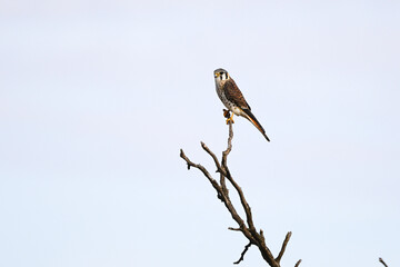 American Kestrel, Falco sparverius, La Pampa Province , Patagonia, Argentina.