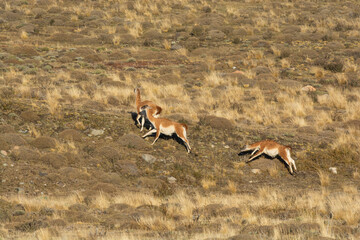 Guanacos in Andes mountains environment, Torres del Paine National Park, Patagonia, Chile.