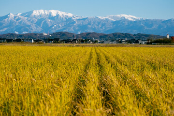 Fototapeta premium Snow-Covered Tateyama Mountain Range Behind Rural Rice Fields in Toyama, Japan