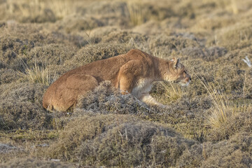 Puma walking in mountain environment, Torres del Paine National Park, Patagonia, Chile.