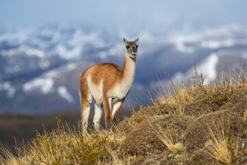 Guanacos in Andes mountains environment, Torres del Paine National Park, Patagonia, Chile.