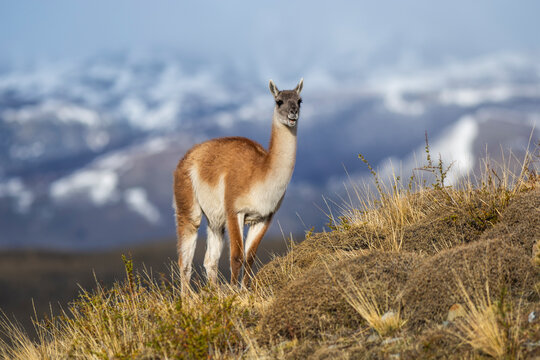 Guanacos in Andes mountains environment, Torres del Paine National Park, Patagonia, Chile.