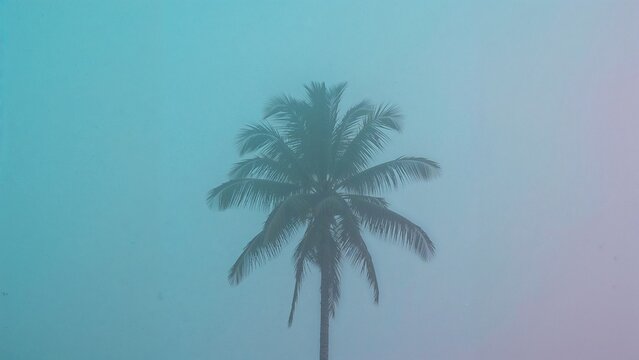 A single palm tree against a pastel-colored sky.