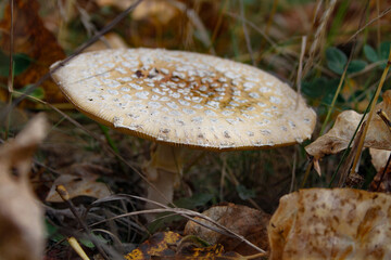 photo of toad stool mushroom with white spots growing in natural habitat in the forest