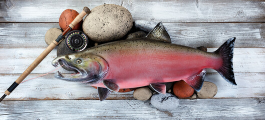 Top view of a trophy mature spawn coho salmon on natural river rock stone background plus fly fishing equipment like reel and rod