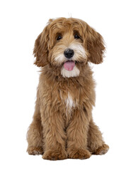 Adorable fluffy goldendoodle puppy with happy expression sits on a transparent background