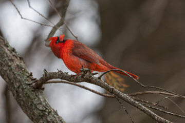 Male northern cardinal looking up as it perches on a branch.