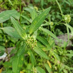 Green Wild Spurge Plant with Flower Buds in Natural Habitat