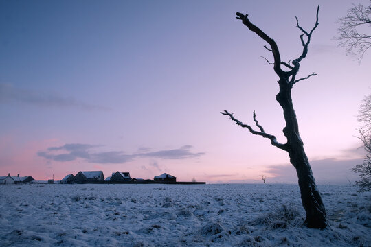 A moody winter scene featuring the dark silhouette of a bare tree standing in a snowy field against a purple and pink dusk sky. Farmhouses are visible in the blurred background.