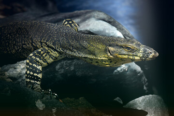 Lace monitor out hunting for food at Mount Coot-tha in Brisbane, Queensland.