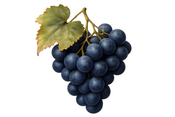 Fototapeta premium Bunch of dark purple grapes with a green leaf and stem, presenting fresh fruit for healthy snacking or wine making, transparent background