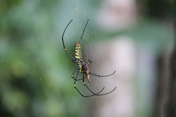 spider on the web