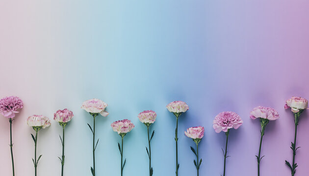 Soft Pink and Purple Carnations Lined Up on Ombre Gradient Paper Background - Minimalist Floral Border for feminine designs.