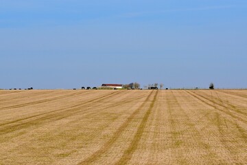 Obraz premium Landscape with a field, farm house and cows at the horizon against blue sky, Salisbury, England, UK 