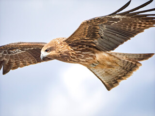 風を切り裂き大空を疾走する鳶の横顔