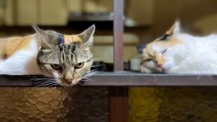 portrait of cats in house © ric