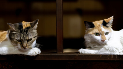 portrait of cats in house © ric