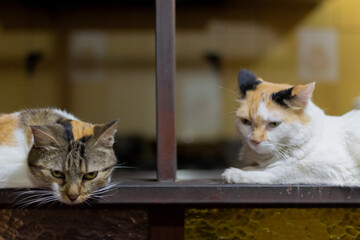 portrait of cats in house © ric