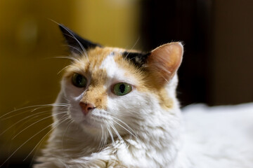 portrait of cats in house © ric