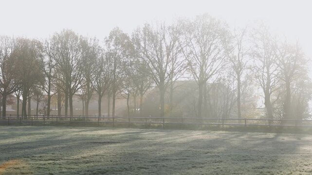 Row of leafless trees behind frosty field and wooden fence, golden sunlight and mist create tranquil, ethereal late autumn atmosphere.