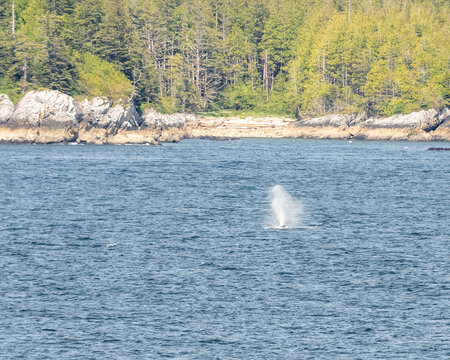 whale sout spraying