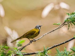 White-Eared Honeyeater (Nesoptilotis Leucotis).