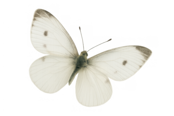 Cabbage white butterfly flying with open wings, isolated white insect with transparent background for design