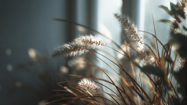 Delicate Fountain Grass Blooms in Sunlit Serenity for Calm Atmosphere