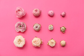 Beautiful pink roses and leaves on color background