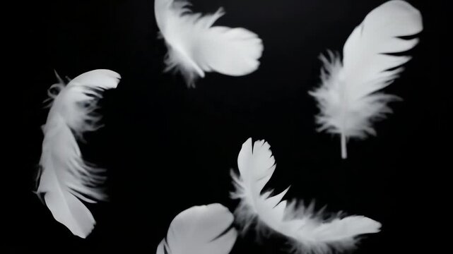 Elegant white feathers gently floating and falling in slow motion against a black background
