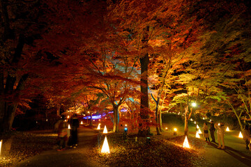 Whispers of the Lantern Trail